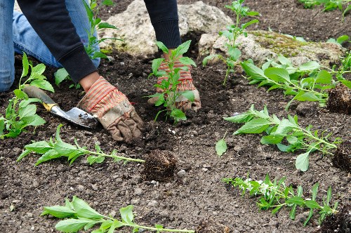 Commercial garden maintenance for a neat entrance space in Spitalfields